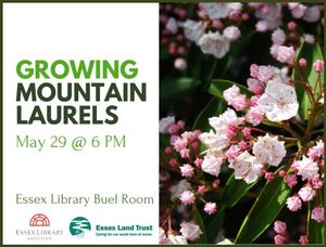 Growing Mountain Lau